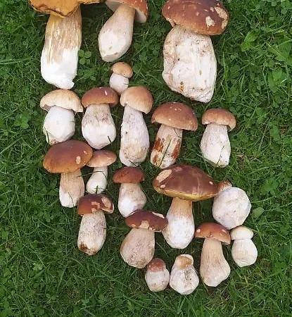 Holiday home Fetal Hut - плідна хата Verkhovyna